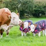 Wicklow Farm