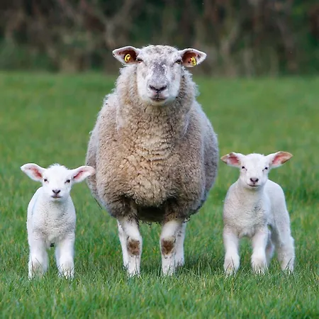 Prázdninový dům Wicklow Farm Raheen (Wicklow)