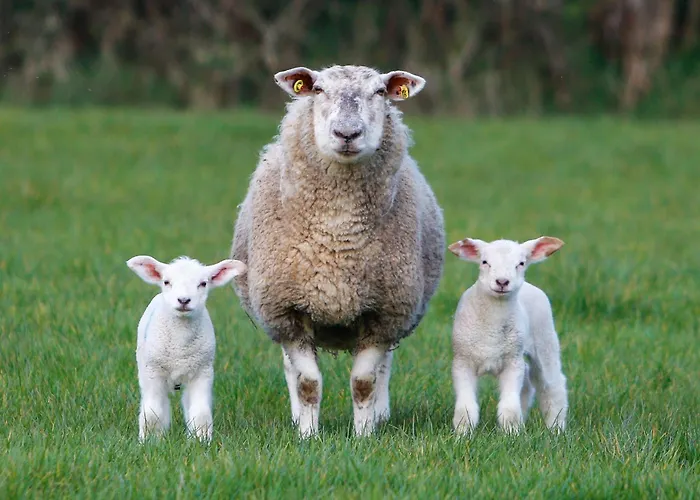 Сasa de vacaciones Wicklow Farm Raheen (Wicklow)